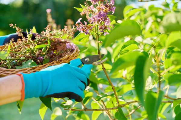 Cost of Lilac Trimming Service in Orange