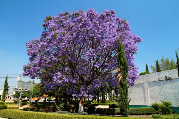 Cost of Jacaranda Pruning in Orange