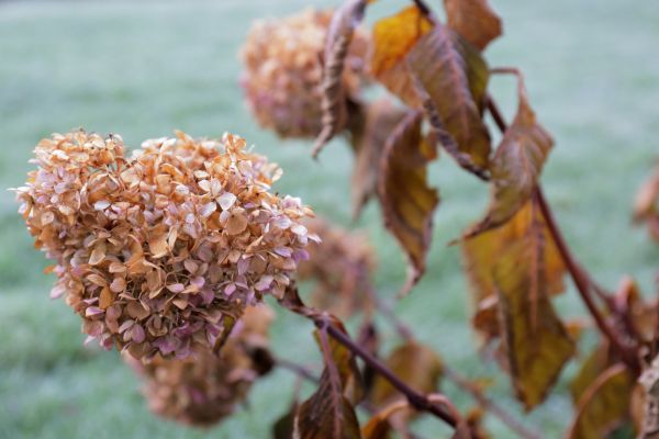 Cost of Hydrangea Removal in Orange
