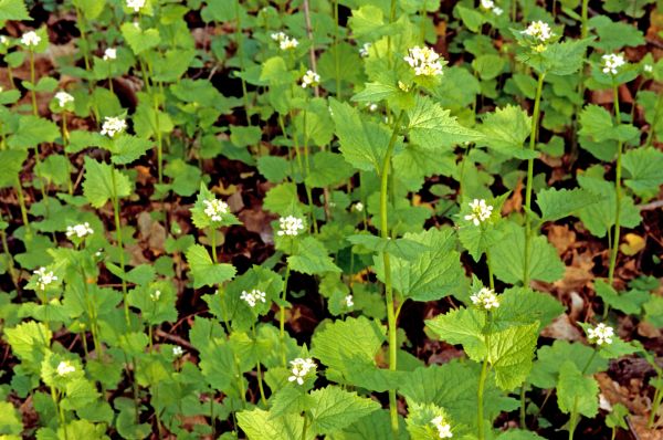 Cost of Garlic Mustard Removal in Orange