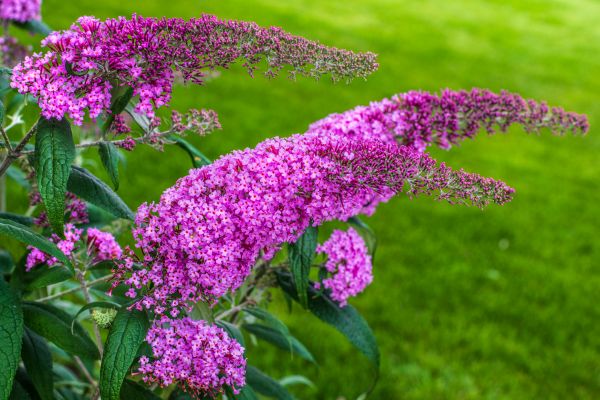 Cost of Butterfly Bush Removal in Orange