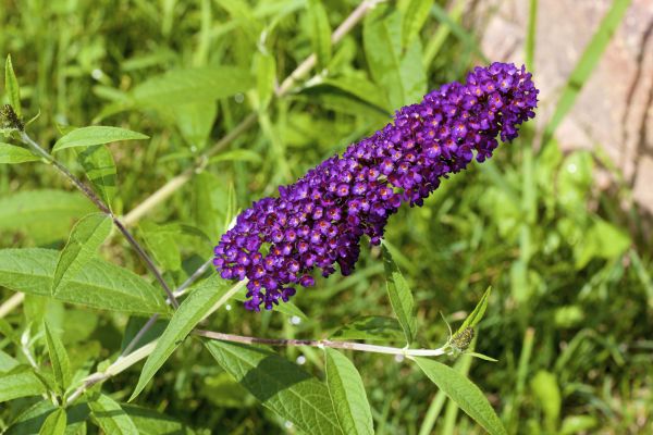 Cost of Butterfly Bush Pruning in Orange