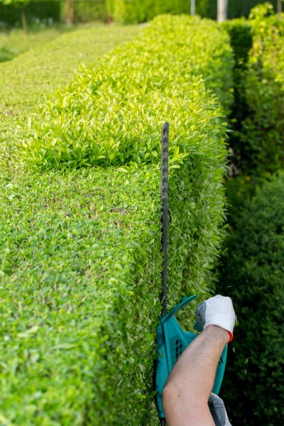 Cost of Hedge Trimming in Orange