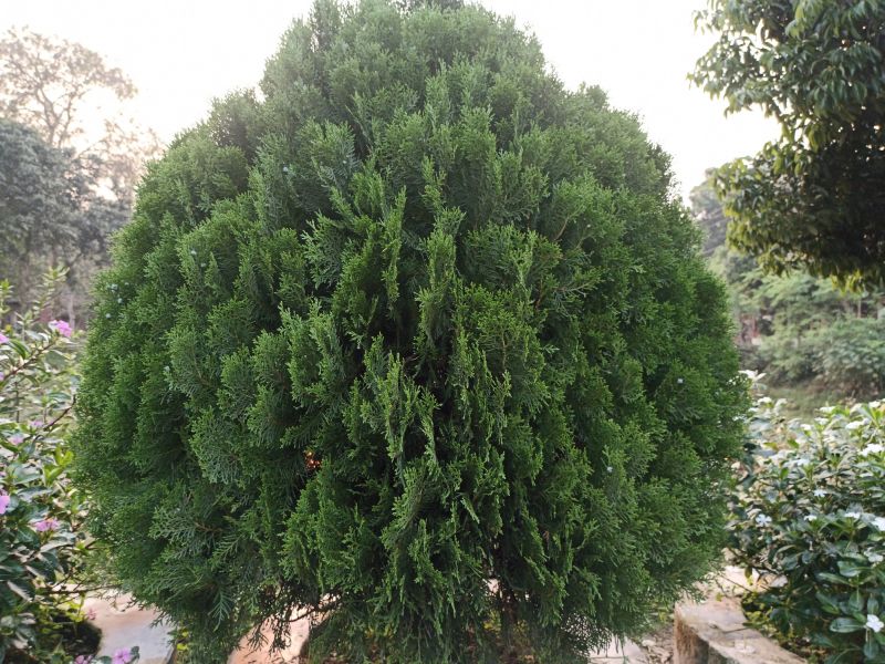 Arborvitae Shearing