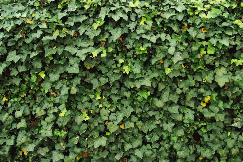 Ivy Pruning Service